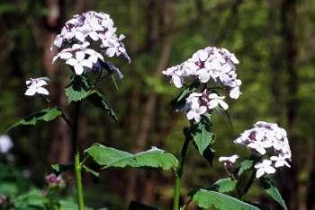 Brassicaceae