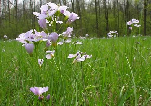 vytrvalá (Lunaria