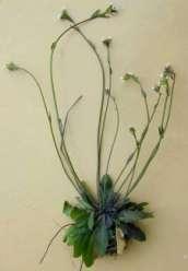 rolní (Arabidopsis