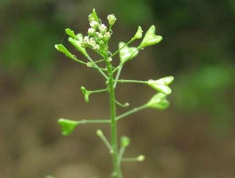 Brassicaceae (brukvovité)