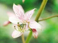 Rutaceae (routovité) květy vrcholičnatá květenství obou- i jednopohlavné