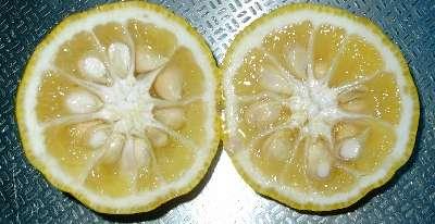svrchní, synkarpní plody měchýřky, peckovice, bobule (hesperidium) 155
