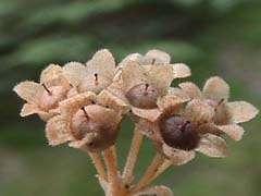 Primulaceae (prvosenkovité) květy oboupohlavné,
