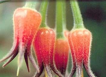 Ericaceae (vřesovcovité) květenství různého
