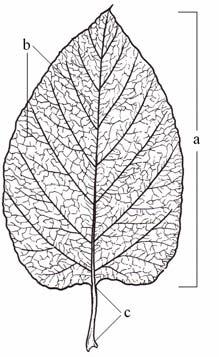 1/ Z jakých částí se skládá list rostliny?. Byliny list č. 4 a). b). c).