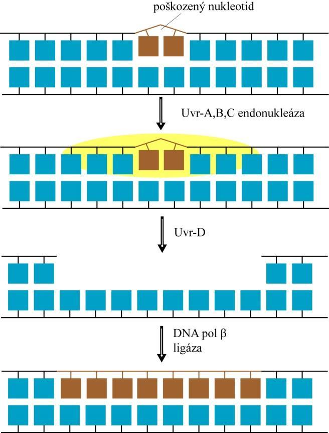 1.2 Oprava vštěpením nukleotidů (Nucleotide excision repair, NER) Opravný mechanizmus (Obr. 2) je účinný v případě poškození DNA, které znemožňuje replikaci a transkripci DNA.