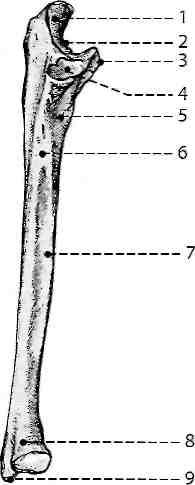 2.1.1 Kost 2.1.2 Kost loketní Loketní kost - ulna je dlouhá kost s masivním proximálním koncem určeným pro spojení s kladkou pažní kosti a štíhlým distálním koncem. Leží povrchněji než vřetenní kost.