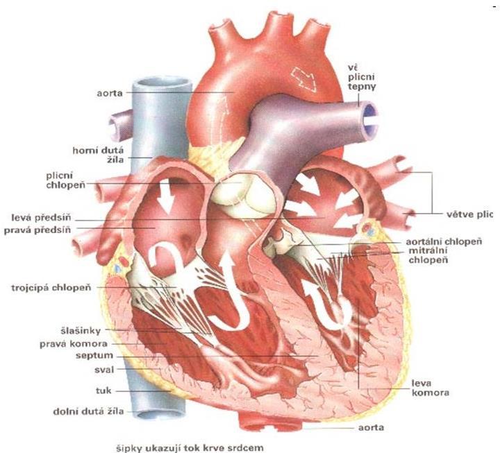 Anatómia ľavej predsiene - zadná časť - pľúcne