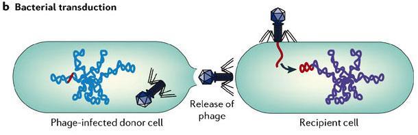 SYSTÉMY ZPROSTŘEDKOVANÉHO PŘENOSU DNA Přenos bakteriální DNA (chromozomové nebo plazmidové) bakteriofágem. A. Transdukce E. coli, S.