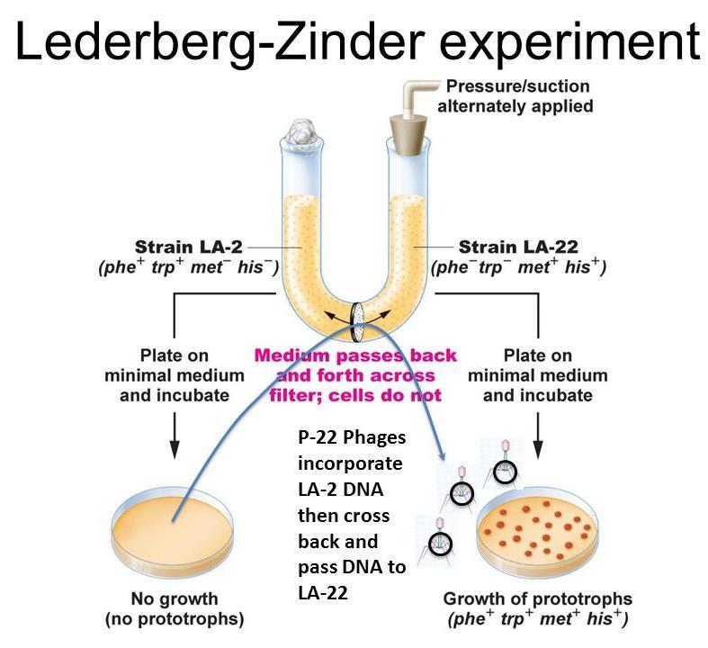 Objev transdukce: 1952 (Zinder a Lederberg) Salmonella typhimurium, fág P22 Studium auxotrofních mutant vznik