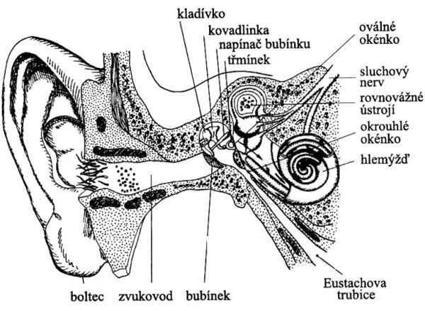 polknutí se tuba rozevírá, čímţ je umoţněno vyrovnávání vzdušného tlaku v dutině s tlakem okolí. Ve středním uchu jsou uloţeny tři kůstky (kladívko, kovadlinka, třmínek).