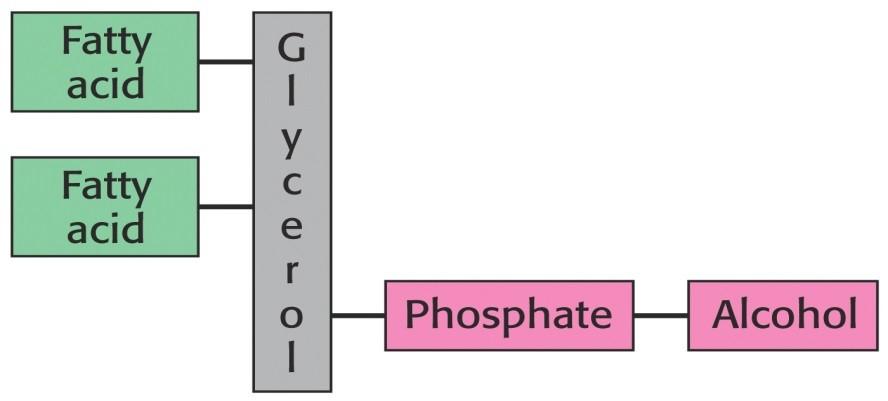 Složené lipidy Glycerofosfolipidy viz LCH II