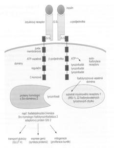 Inzulinový receptor Z hlediska působení inzulinu rozeznáváme tkáně: inzulindependentní svalová a tuková tkáň integrace GLUT4 do cytoplazmatické membrány facilitovaná difuze glukózy a následná tvorba