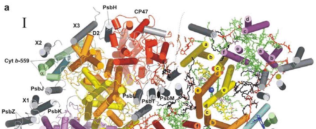 Obr. 2: Dimer fotosystému II sinice Thermosynechococcus elongatus. (a) Pohled na rovinu membrány.