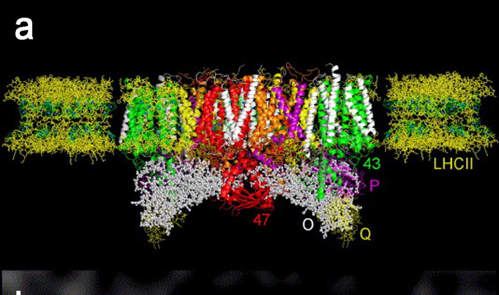 Obr. 6: Model superkomplexu světlosběrných komplexů a dimeru fotosystému II, pohled (a) z roviny membrány a (b) z luminu thylakoidu. Struktury proteinů jádra fotosystému II ze sinice (Ferreira a kol.