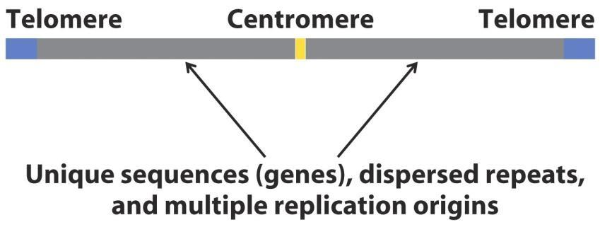 Chromosom útvar tvořený DNA a basickými proteiny (histony), obsahující základní genetický materiál buňky. Biologický druh obsahuje pro něj typickou sadu chromosomů.