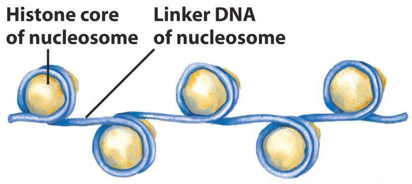 Struktura chromosomu Chromatin Sestává z vláken obsahujících protein a DNA.