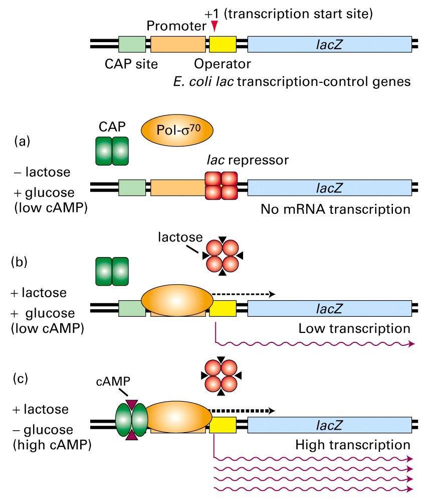 Regulace transkripce Lac operonu