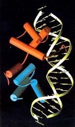 Recognition helix interakce s velkým žlábkem DNA Přídavné