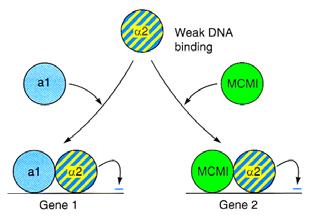 represe transkripce a1/mcmi specificita vazby Zinc finger motiv