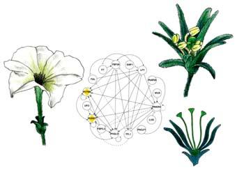 2001 Nové, komplikovanější modely kvartetový model Regulace vývoje květních orgánů Arabidopsis thaliana Identita čtyř