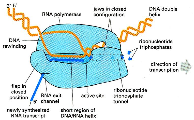 přítomnosti primeru vyšší frekvence chyb (10 4 x 10 7 ) Transkripční jednotka každý přepisovaný úsek DNA RNAOH +