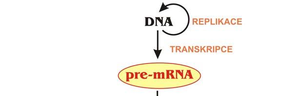 Typy RNA v buňce Bakteriální Core RNAP 5 bílkovin: 2 podjednotky α, po