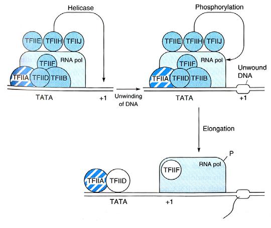 RNA helikasa Kinasa TATA boxbinding protein (TBP) Jedna z nejkonzervovanějších