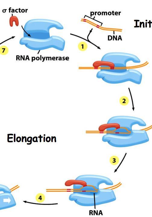 1. Iniciace Navázání RNA-polymerázy (sigma faktoru) na promotorové sekvence -35 (rozpoznávací) a Pribnowův box (otevírá binární komplex) a) tvorba "Uzavřeného transkripčního binárního komplexu"