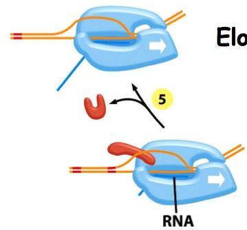 2. Elongace Prodlužování RNA - Katalyzována RNA-polymerázou bez Sigma-faktoru (uvolňuje se po vytvoření počátečního fragmentu RNA a je nahrazen NusA-proteinem) - RNA-polymeráza se posunuje po