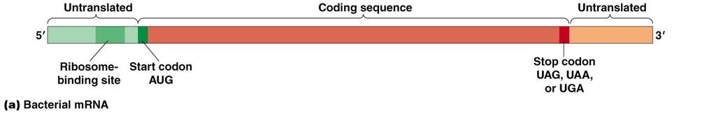 mrna se strukturními geny - Na 5'-konci obsahuje přepis vedoucí sekvence s Shineovou-Dalgarnovou sekvencí, nepřekládá se - Na 3 -konci za stop-kodonem obsahuje