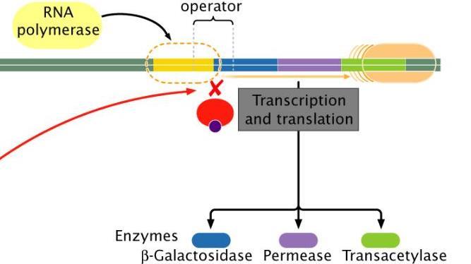 transkriptu mrna) - každý gen na transkriptu obsahuje svůj iniciační a terminační kodon a svou Shine-Dalgarno sekvenci pro vazbu ribozomu - na DNA mají jeden