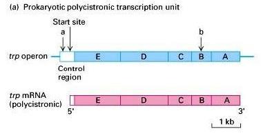 Polycistronní vs.