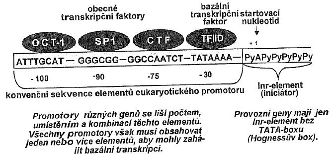 Promotor pro RNA-polymerázu II obsahuje krátké sekvence 1.
