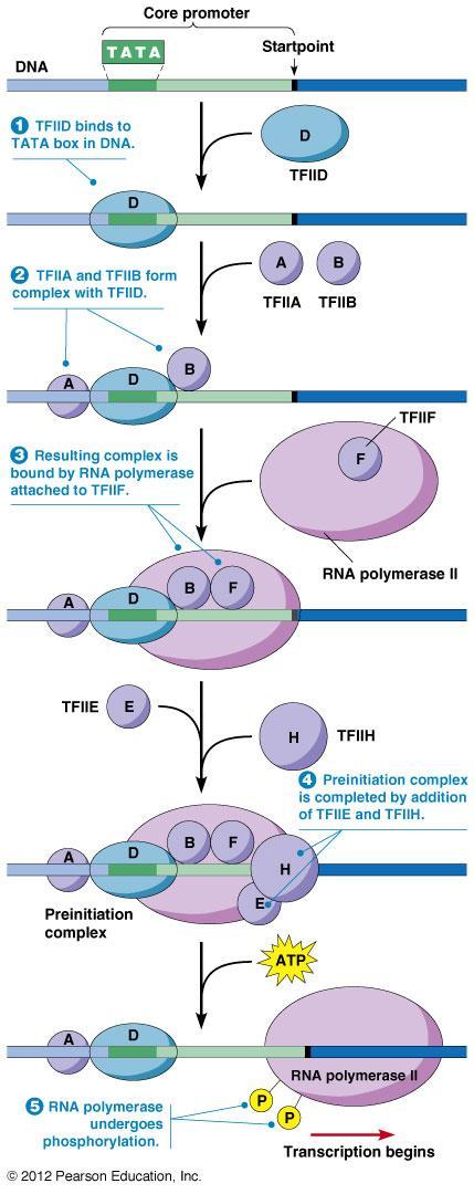 Iniciace transkripce polymerázou II - Transkripční faktor TFIIF umožňuje umístnění RNApolymerázy na promotor (3.) - Uzavřený transkripční komplex je ještě inaktivní (3.