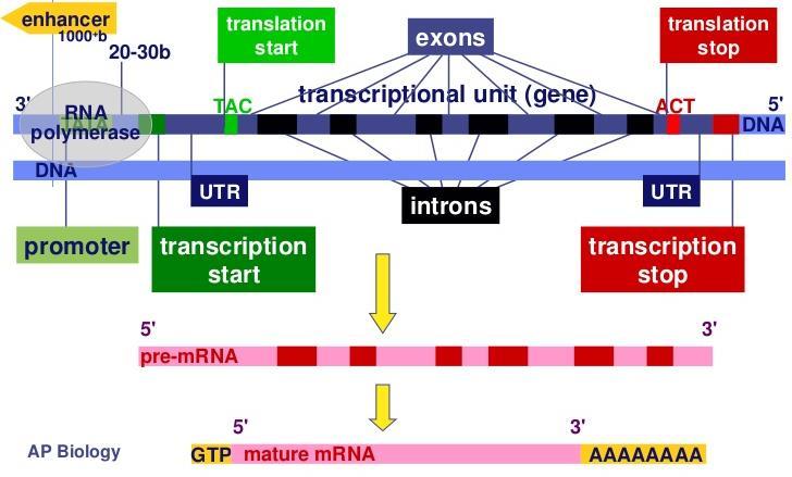 RNA polymeráza nasedá na TATA box UTR - untranslated region Eukaryotické mrna jsou monocistronní - obsahují kodující sekvenci pouze pro jeden polypeptid Translace: - začíná na mrna na