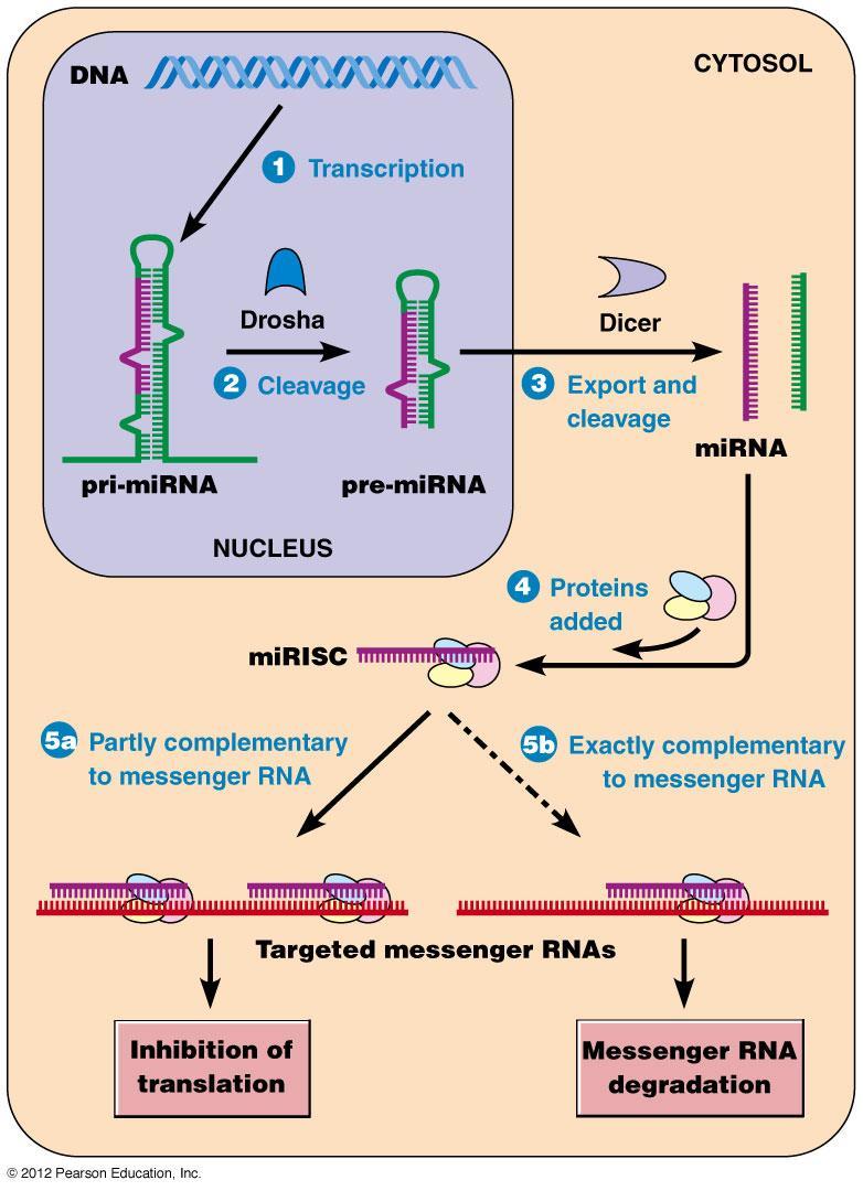 1. mirna (microrna; 21-22 nukleotidů) - vlásenka pri-mirna je štěpena RNAázou "Drosha" na pre-mirna (70 nukleotidů) - export