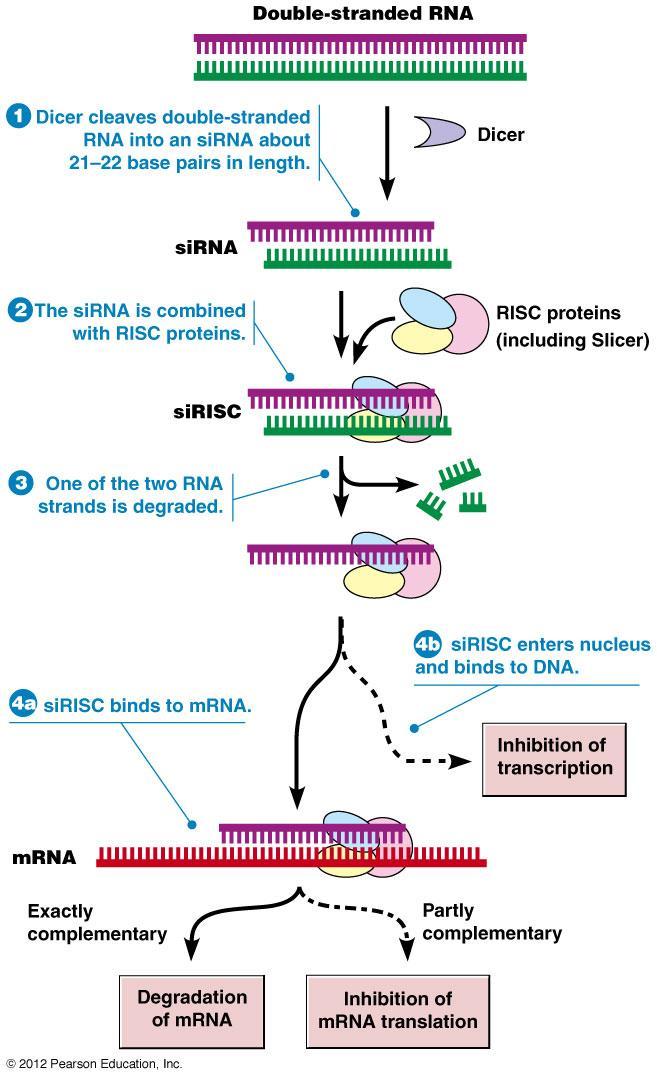 2. sirna (small inhibitory RNA; 20-25 nukleotidů) - Funkce: posttranskripční RNA silencing - dvojšroubovice (štěpena také enzymem Dicerem) - exogenní původ - spolu s proteiny tvoří tzv.