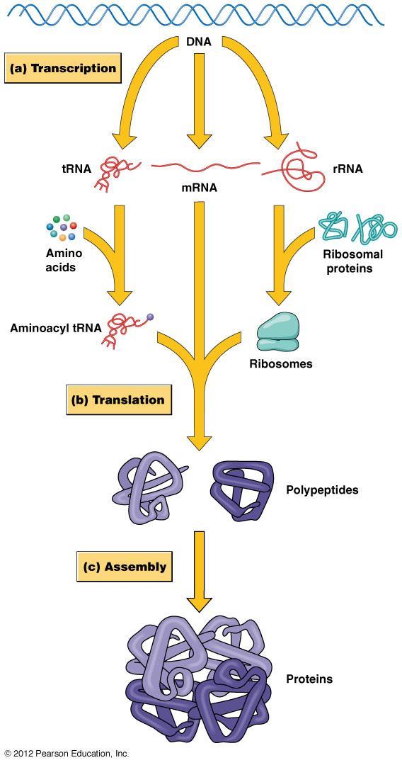 3 hlavní skupiny RNA 1. mrna (mediátorová) matrice pro syntézu polypeptidů.