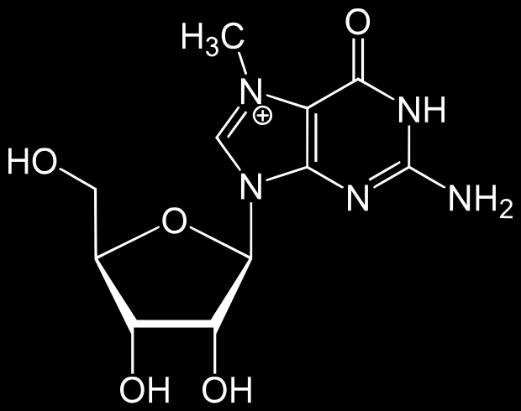 Modifikace, které neovlivňují primární strukturu Tvorba komplexů hnrna (jaderná pre-mrna) s proteiny - proteiny, které se vážou na hnrna se označují RNP-proteiny - hnrnp pro hnrna - snrnp pro malé