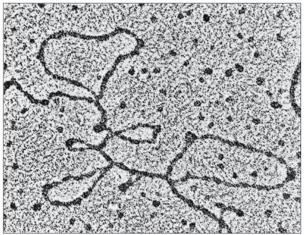 Sestřih hnrna (pre-mrna) mrna Objev intronů: - při hybridizaci DNA s mrna pod elektronovým mikroskopem - určité části na DNA přebývaly (introny) - tvorba smyček DNA (na