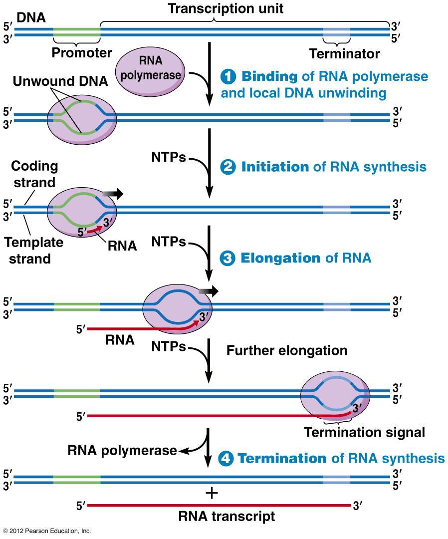 Fáze transkripce 1. Iniciace: Navázání RNA-polymerázy na promotor a zahájení syntézy 2.