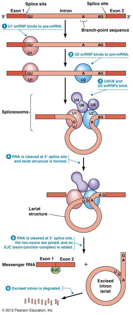 Spliceozom - velká elipsoidní částice, sedimentační koeficient 60S - funkce: odstraňuje introny z pre-mrna (katalyzuje sestřih mrna) -