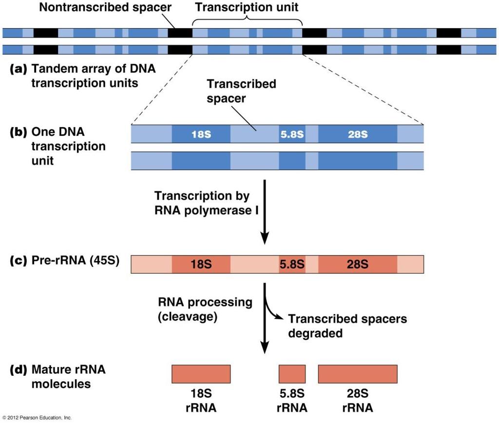 Posttranskripční úpravy pre-rrna - transkripce RNA polymerázou I - pre-rrna obsahuje přepisy genů pro 5,8S, 18S a 28S rrna - geny jsou lokalizovány v DNA jadérka, kde probíhá též