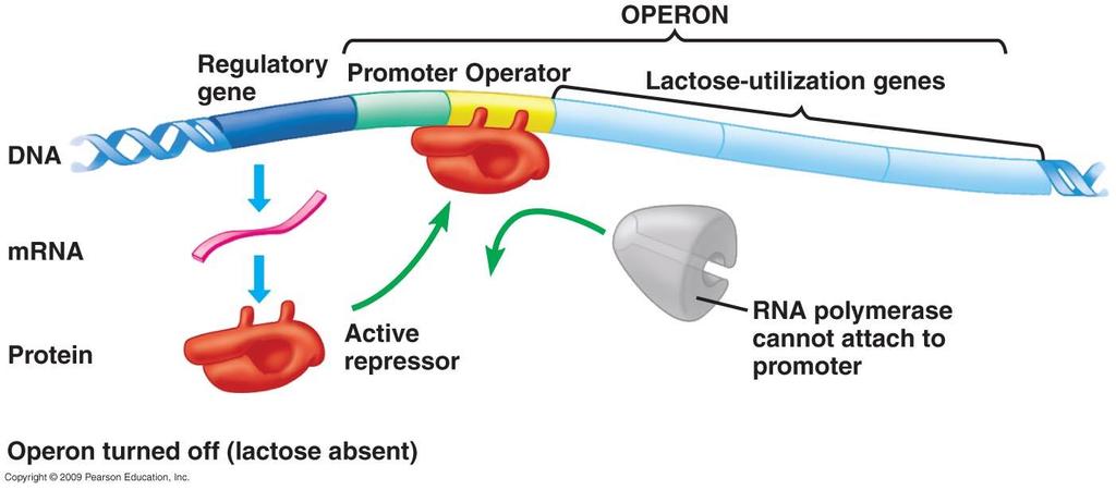 Operon: - Transkripční jednotka, která je spolu s promotorem řízena také operátorem - Mezi promotorem a startovacím nukleotidem se nachází regulační oblast - OPERÁTOR.