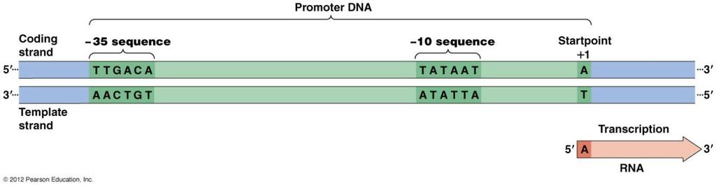 Promotor: Sekvence na DNA před transkripční jednotkou, nasedá na něj RNA-polymeráza - Podobné u všech transkripčních jednotek, ale ne totožné. Liší se mírou afinity k RNA-polymeráze.