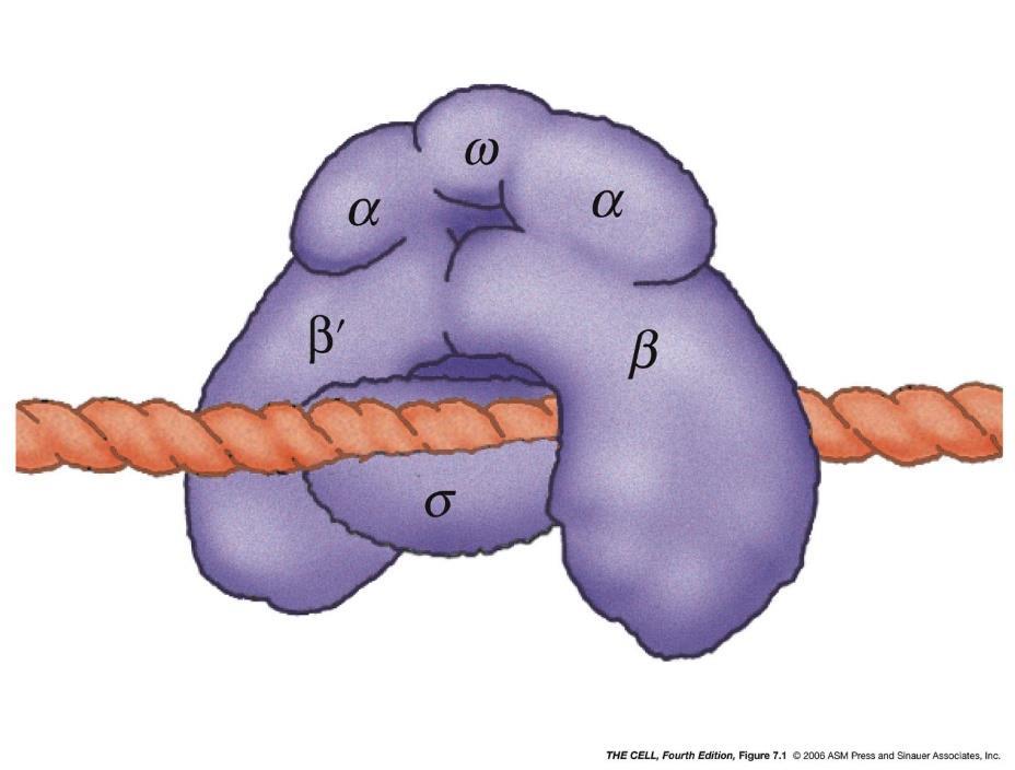 Bakteriální RNA-polymeráza - Rozeznává promotory všech transkripčních jednotek - Složena z podjednotek (holoenzym): - 2 α: udržují stabilitu molekuly - 1 β: umožňuje vazbu ribonukleotidů na