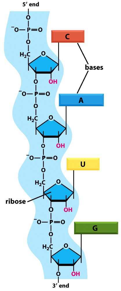 RNA jednořetězcová molekula skládá se do specifického