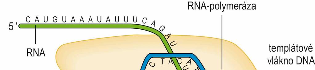 Průběh transkripce - stručný přehled RNA-polymeráza