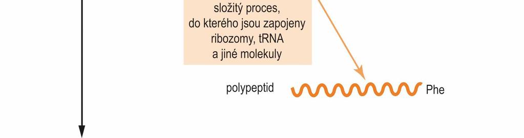 proteinů proteiny jsou syntetizovány podle zadání genetické informace: